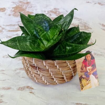 Cesta de bora
