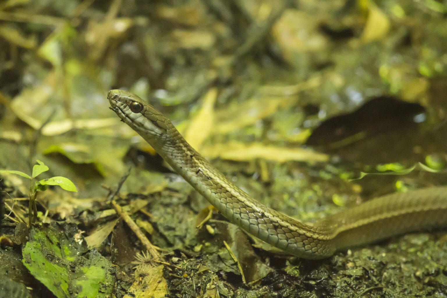 Somos Biodiversidad: ¿Serpientes o culebras? - Fundación Tierra Viva